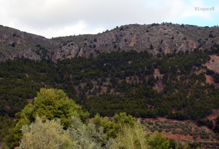 Ctra. de la Estación. Vegetación que coloniza la Sierra Cruzada