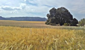 Encina Milenaria. Fuente: Salvador Guidú Gutiérrez