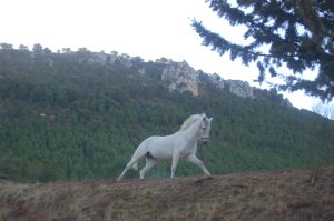Era del cortijo de la Higueruela y umbría de los Toriles